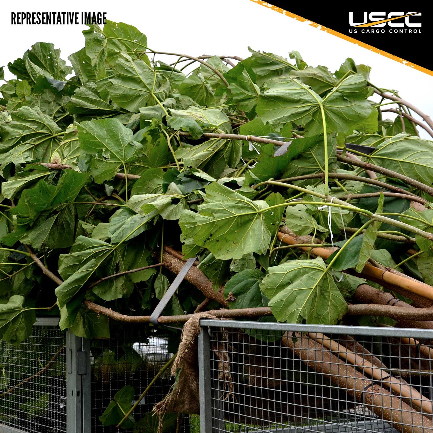 1" x 6' Rubber Coated Ratchet Strap w/ Wire Hooks - 4 Pack