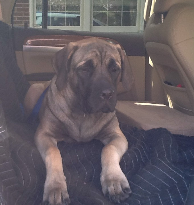 Customer Photos: Moving Blankets
