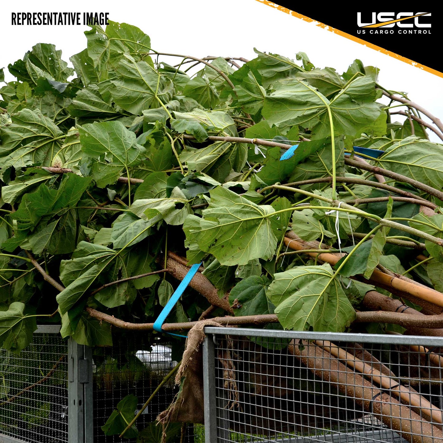 1" x 20' Ratchet Strap w/ J-Hook & D-Ring