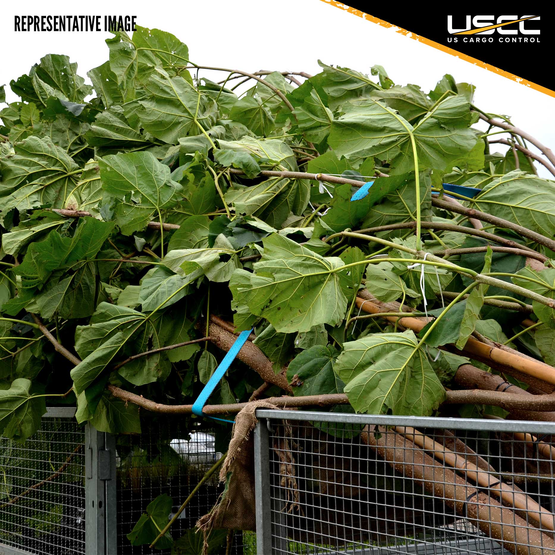 1" x 20' Ratchet Strap w/ J-Hook & D-Ring